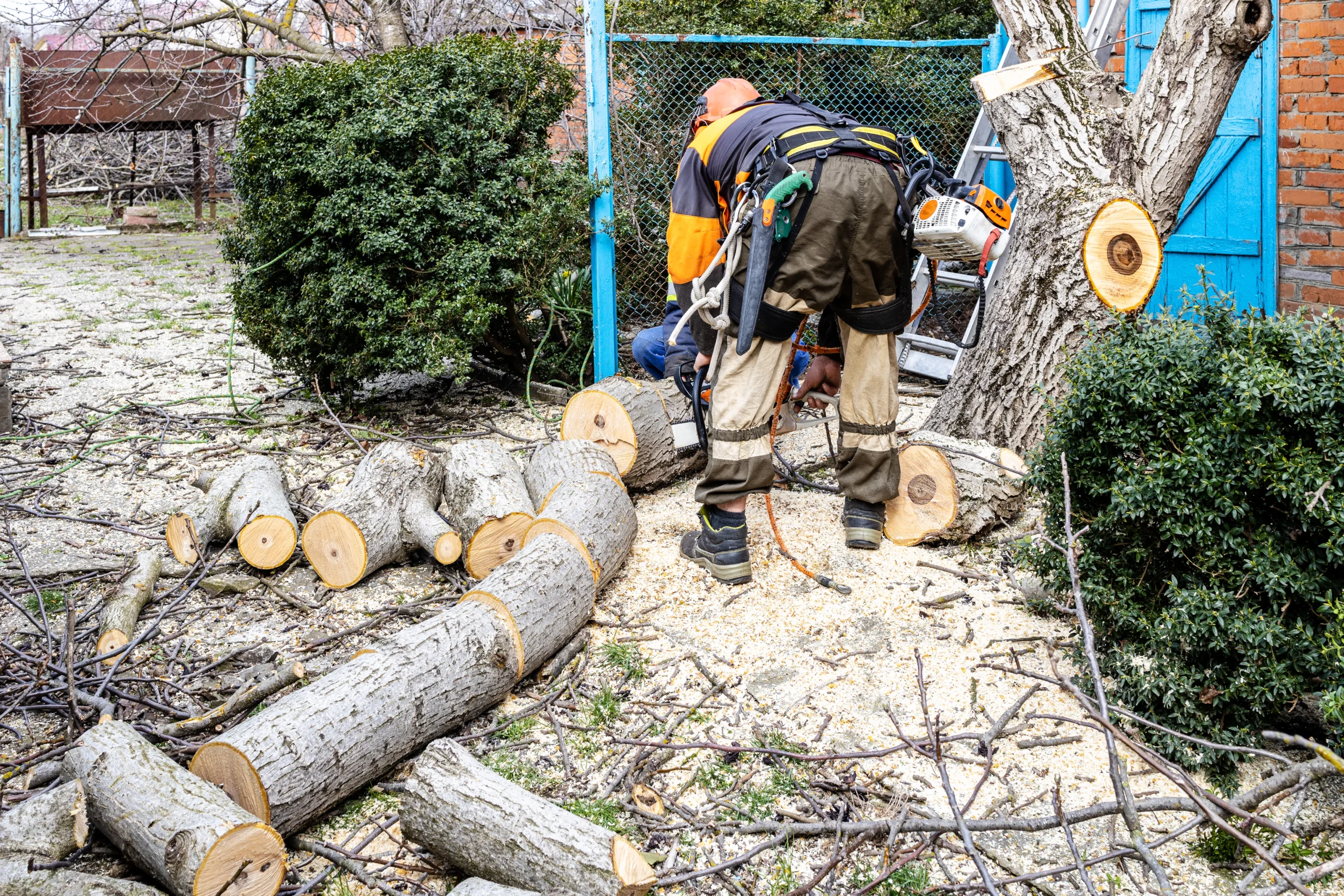 workers sawing old walnut tree in backyard photo 1